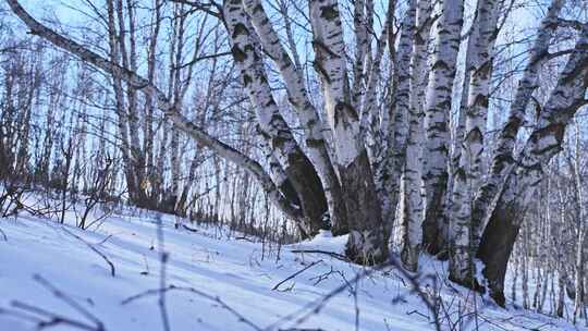 冬季森林白桦林蓝天白云雪景