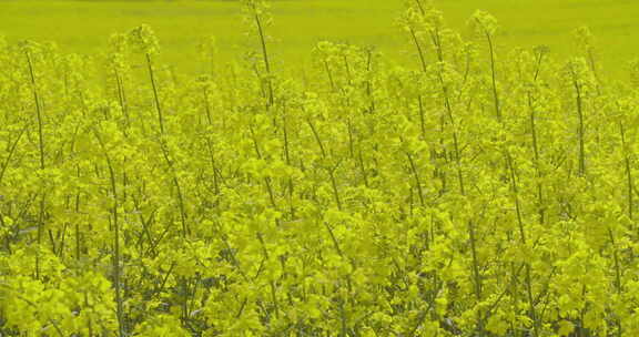 油菜地油菜开花农业生长生态学