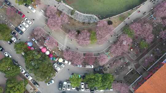 福州林阳寺梅花花期素材