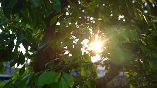 夕阳下的植物空镜一