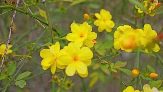 早春迎春花清明花小黄花花簇花瓣花蕊植物