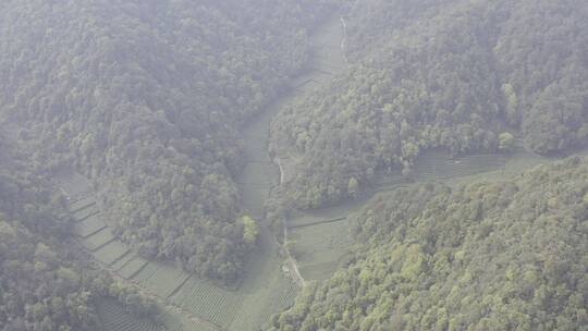 杭州西湖梅家坞茶园茶山视频素材模板下载