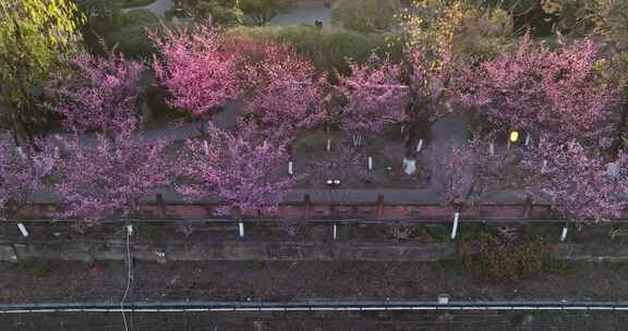 航拍春天夕阳下的成都望江楼公园红梅花开