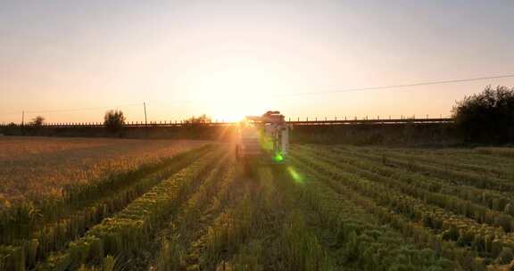 夕阳下水稻田收割机收割稻子