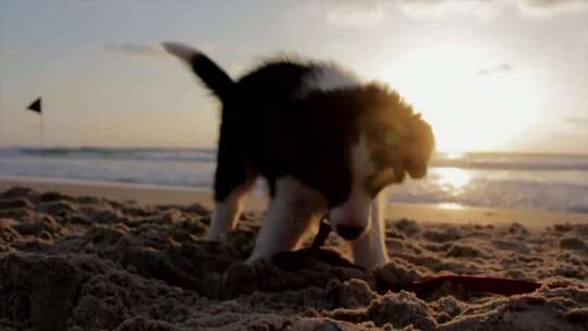 狗狗在海边玩耍