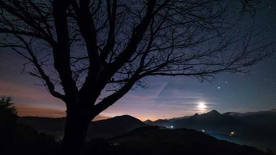 星空山脉景观中的老树剪影