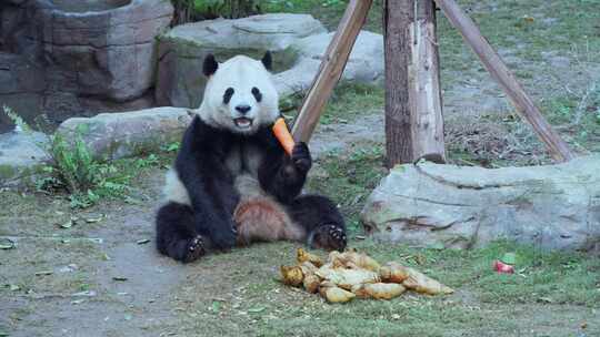 动物园大熊猫吃吃萝卜视频合集