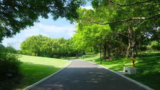 阳光 林荫大道 林间小路 森林 榕树林