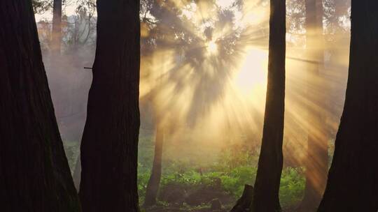 森林晨雾黄昏树林唯美天然氧吧视频素材模板下载