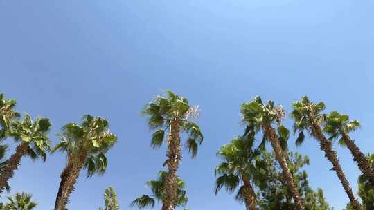 蓝天下的椰子树视频素材模板下载