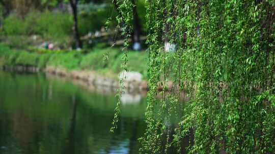 公园湖泊杨柳风景