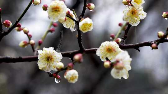 春天雨中的梅花花朵特写