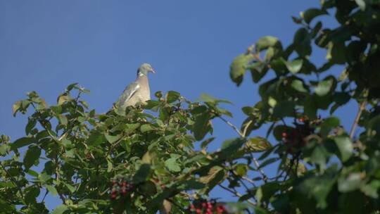 一只鸽子高高地站在树上