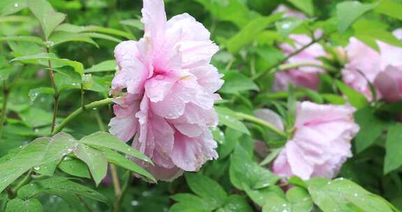 春天园林唯美牡丹盛开特写 留园春雨春意