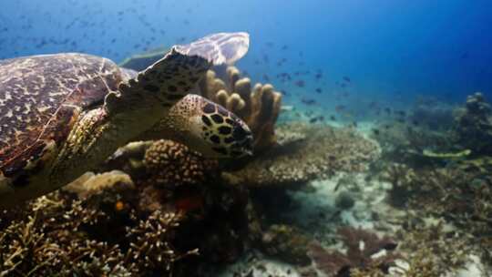 近距离拍摄海底海龟