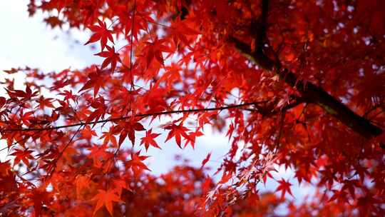 秋天风中红红火火的红枫