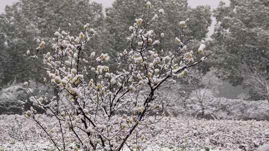 春天公园大雪中的腊梅花空境升格