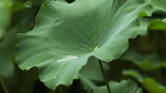 曲院风荷横版杭州西湖 曲院风荷 雨西湖