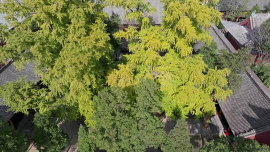 航拍郑州嵩山大法王寺