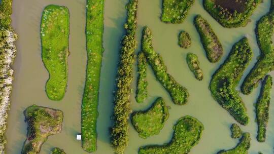 春天广州海珠国家湿地公园航拍