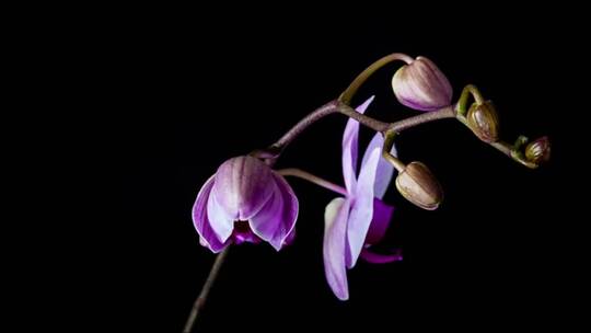 淡紫色花朵夜间开放延时