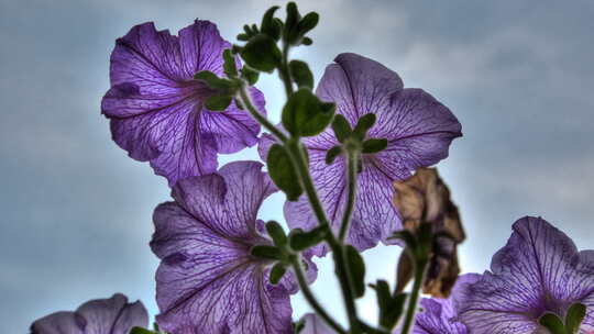 开花牵牛花，HDR。