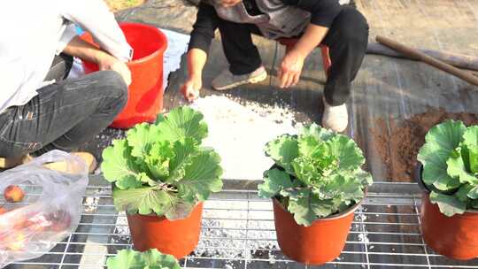 土 盆栽土 钳 翻土 肥料土