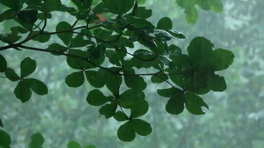 树林里雨下的树枝