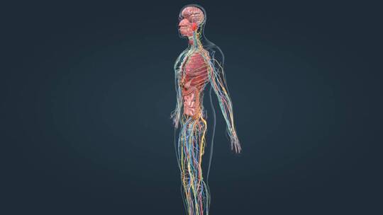 医学人体解剖全息人体器官人体奥秘视频素材模板下载