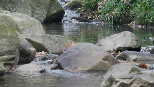 秋日山谷秘境：落叶溪流，水鸫鸟翩飞