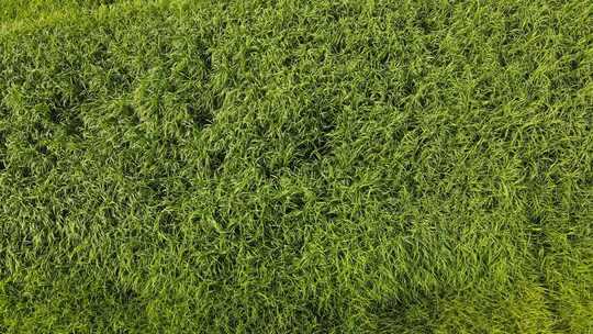 二里头夏都遗址博物馆