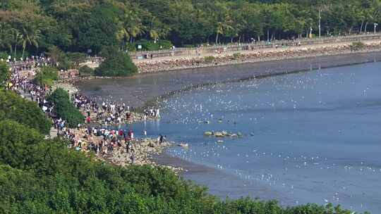 深圳红树林自然保护区 海鸟野生动物