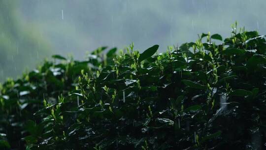 春雨雨滴茶园新茶杭州西湖龙井升格视频