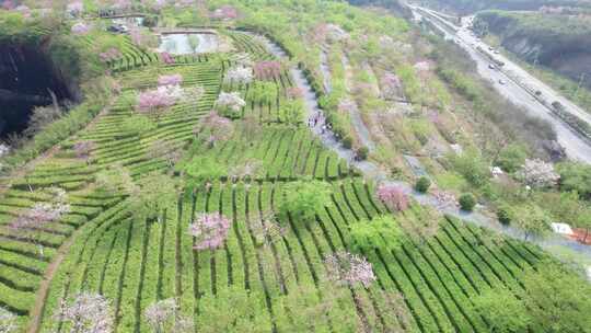 湖南省郴州市高椅岭樱花茶园4k航拍风光