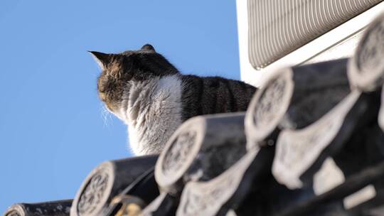 北京胡同房檐上的猫咪