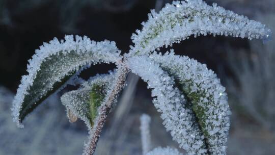 冰雪融化消融霜降_春天来了生命力