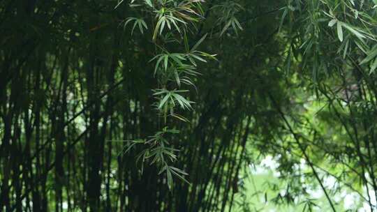 植物 绿色 森林 户外 治愈 自然 大自然