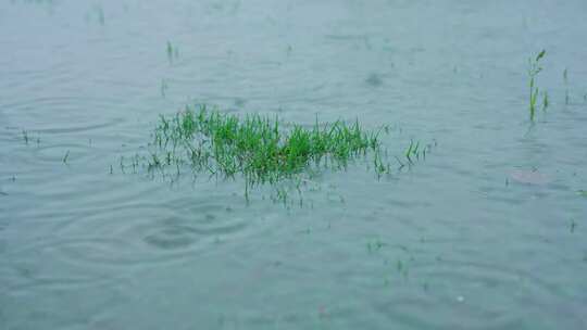 池塘 下雨 雨季 大自然