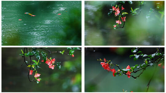 下雨雨水雨滴涟漪海棠花花瓣掉落凋零高清在线视频素材下载