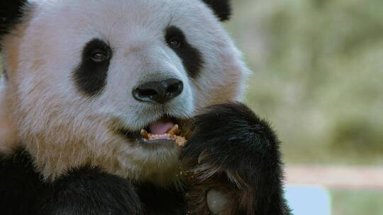动物园大熊猫视频憨态可掬舔舌头吃面包