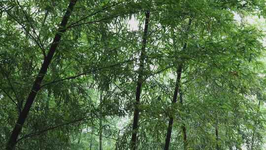 下雨天茂密的竹林枝叶繁茂生机勃勃的景象