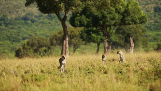 猎豹，领域，Safari，野生
