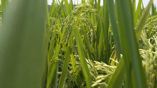 水稻穗五常大米丰收镜头推进