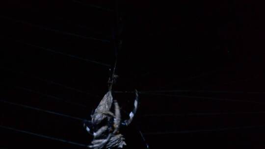 网上捕食猎物的蜘蛛视频素材模板下载