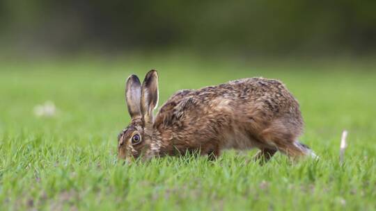 草原上吃草的野兔视频素材模板下载