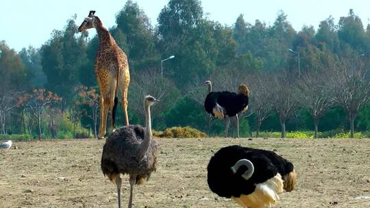 动物园里的长颈鹿和鸵鸟