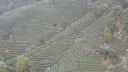 杭州西湖梅家坞茶园茶山