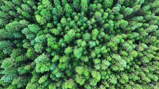 松树林俯拍树林航拍森林绿色植被山间林地