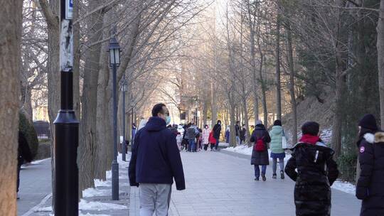 冬季圆明园游客小路林荫路马路