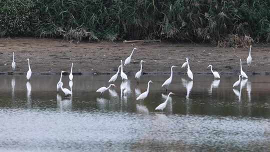湿地栖息的白鹭群